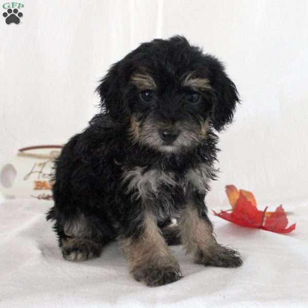 Jeffrey, Yorkie Poo Puppy